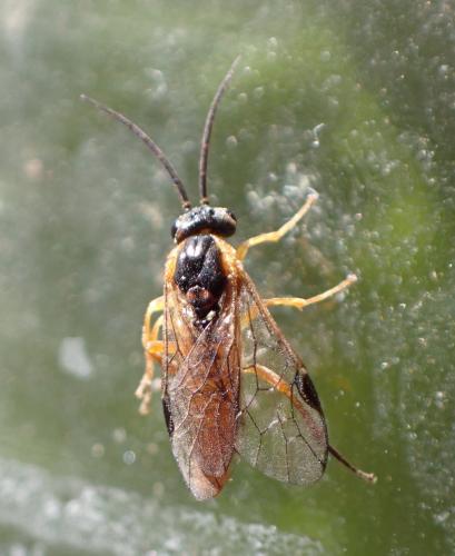 Réf. 292 850 : Euura melanocephala